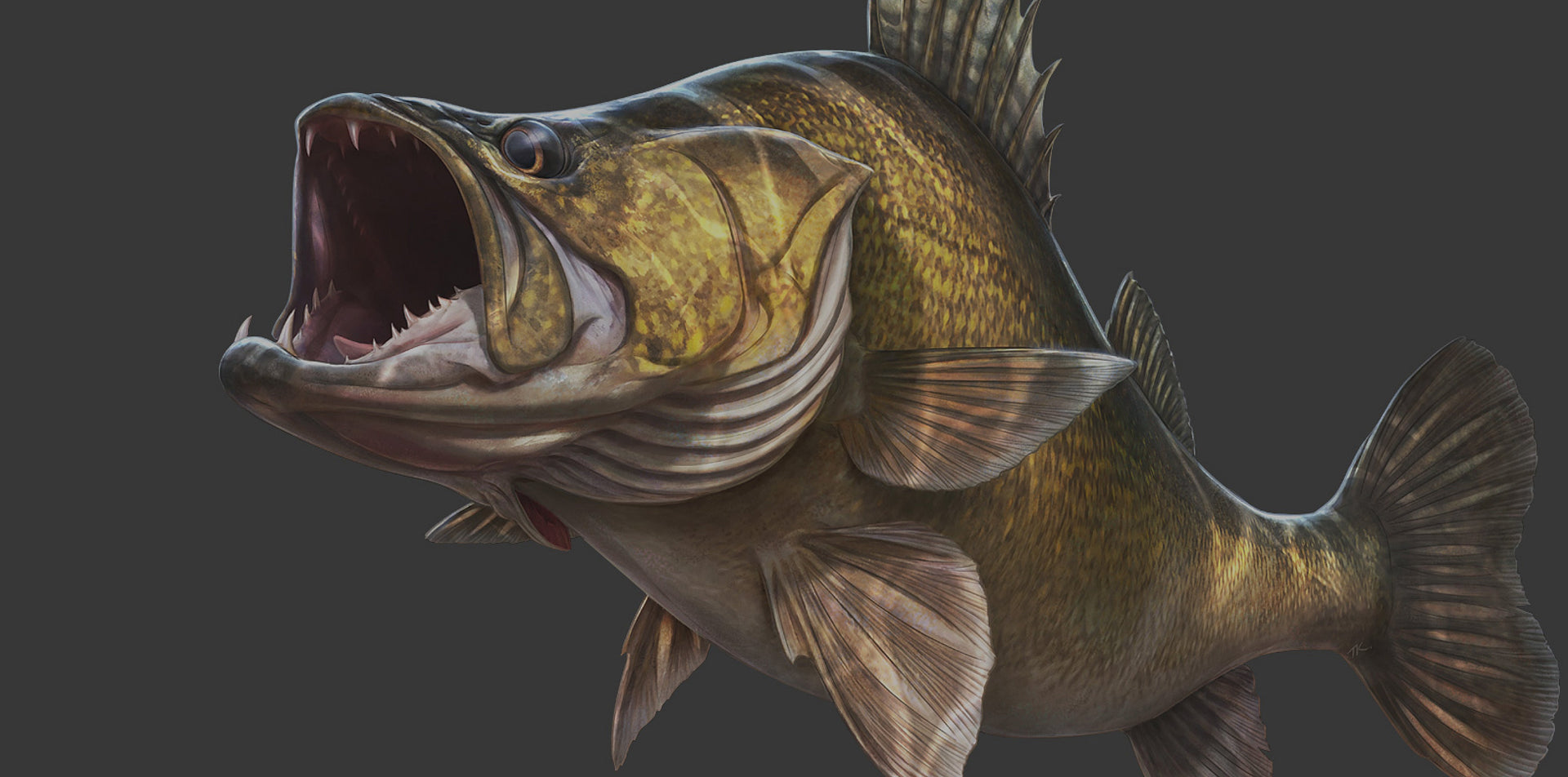 Walleye